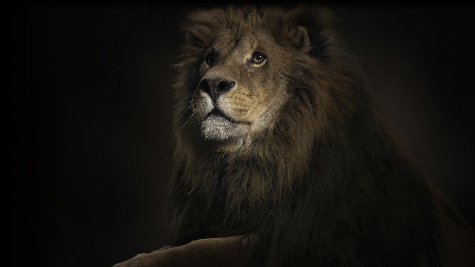 A handsome lion.